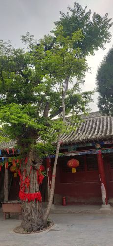 邯山区大乐堡泰山庙 景点图集预览 3